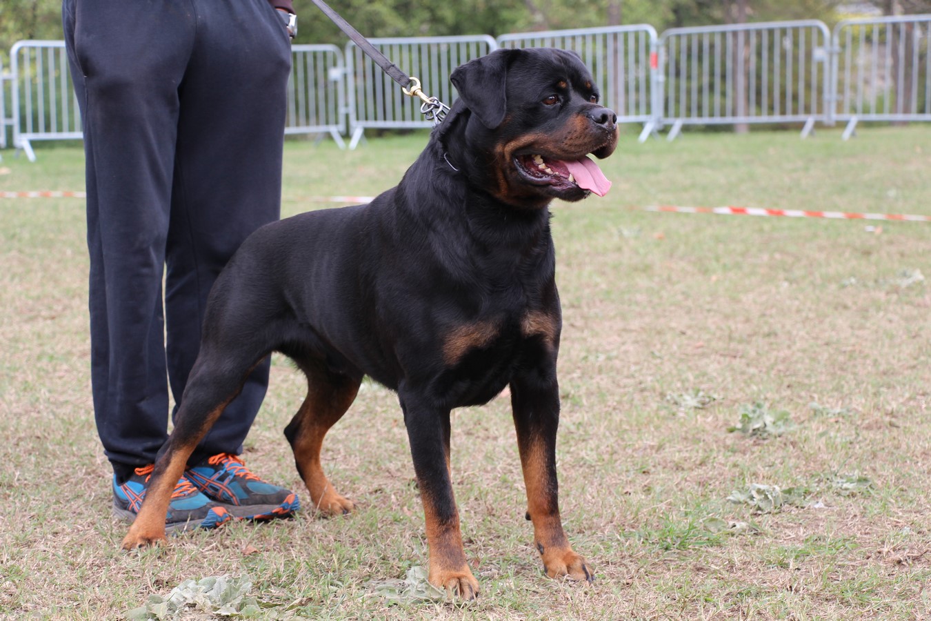 Gecko 4 ans et Demi / 4.5 years 